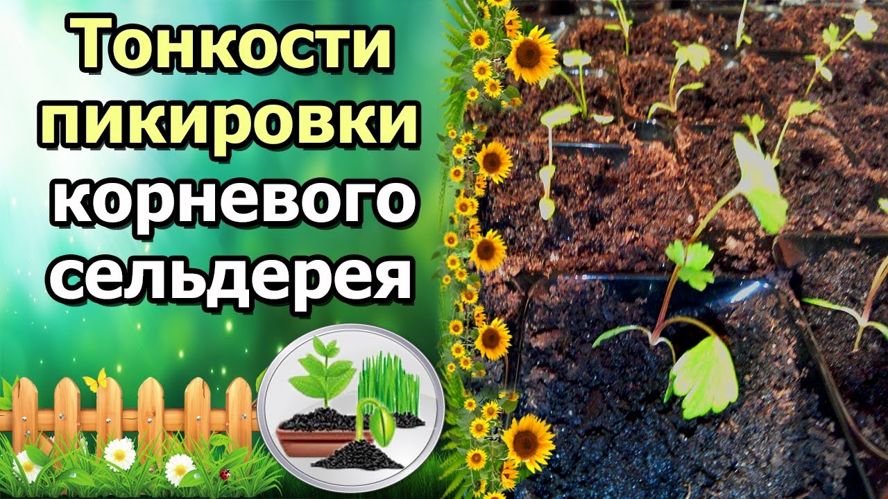 Нажмите, чтобы запустить видео