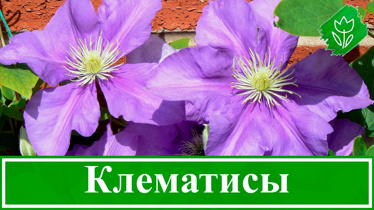 Нажмите, чтобы запустить видео