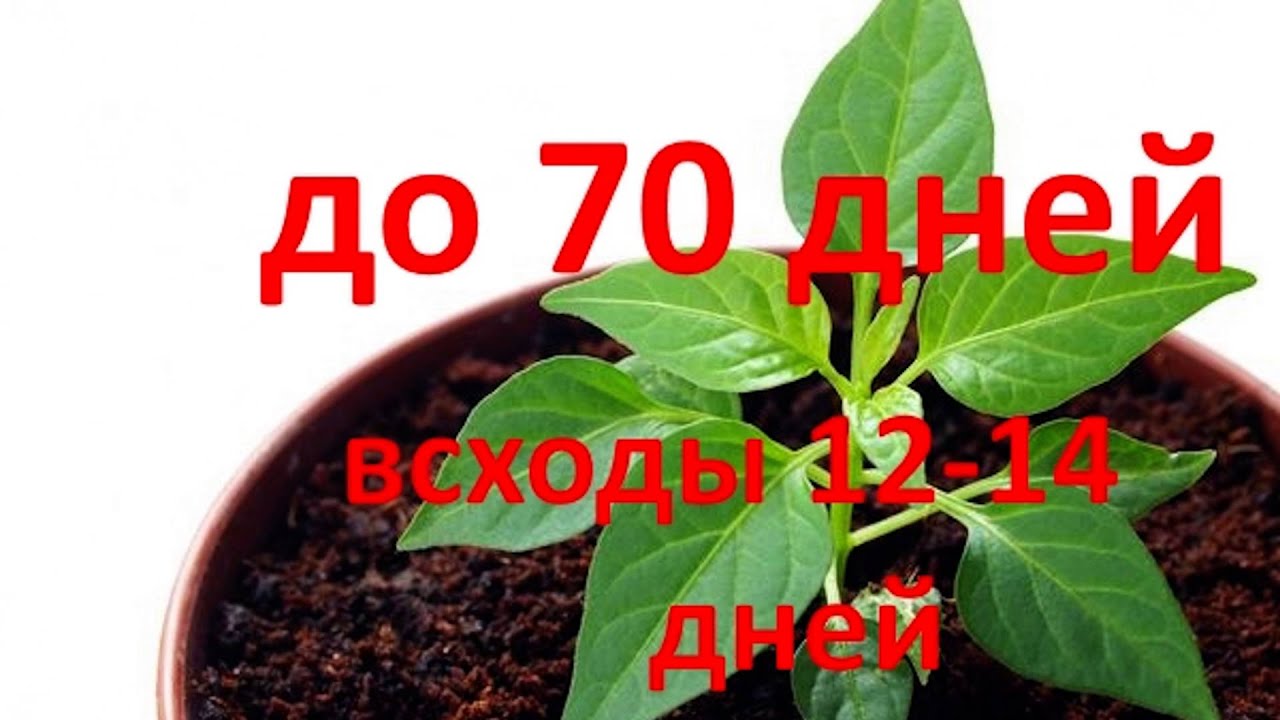 Нажмите, чтобы запустить видео
