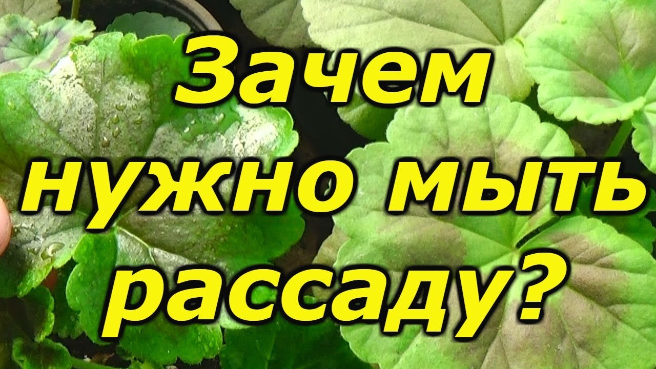 Нажмите, чтобы запустить видео