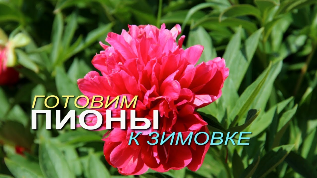 Нажмите, чтобы запустить видео