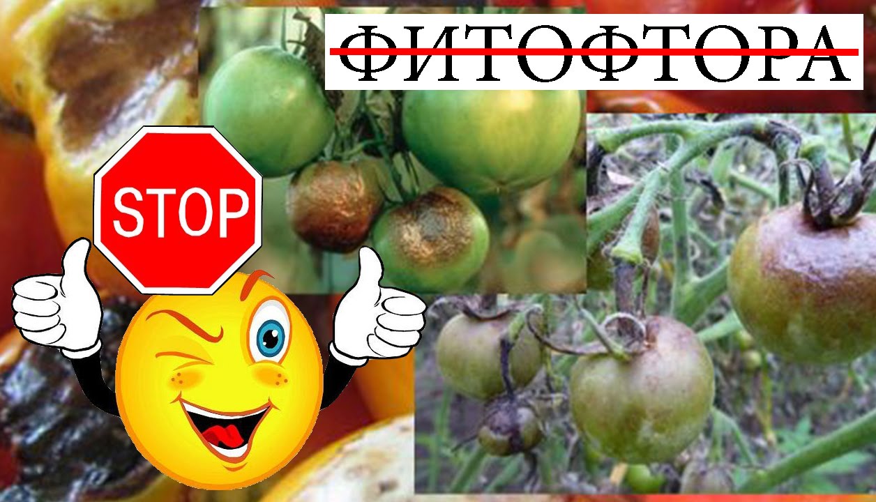 Нажмите, чтобы запустить видео