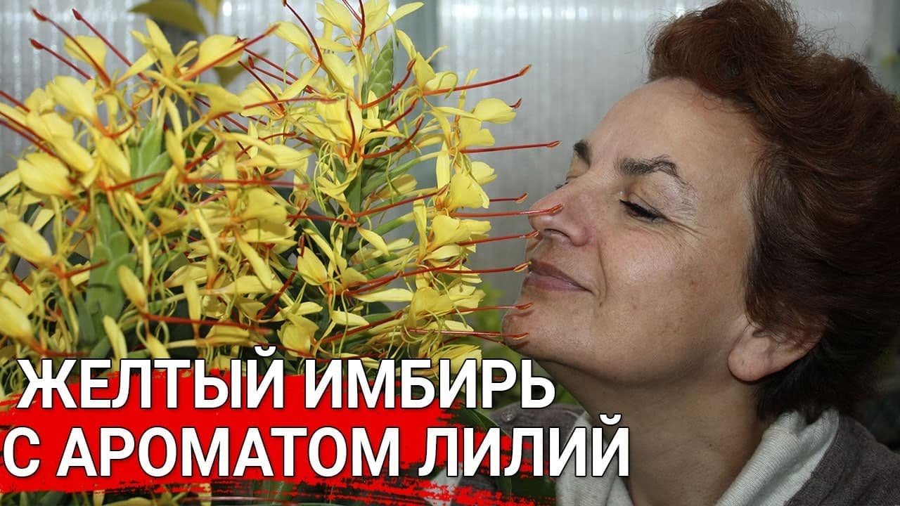 Нажмите, чтобы запустить видео