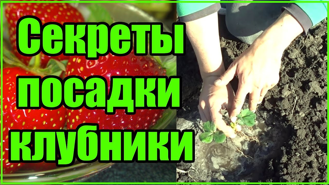 Нажмите, чтобы запустить видео