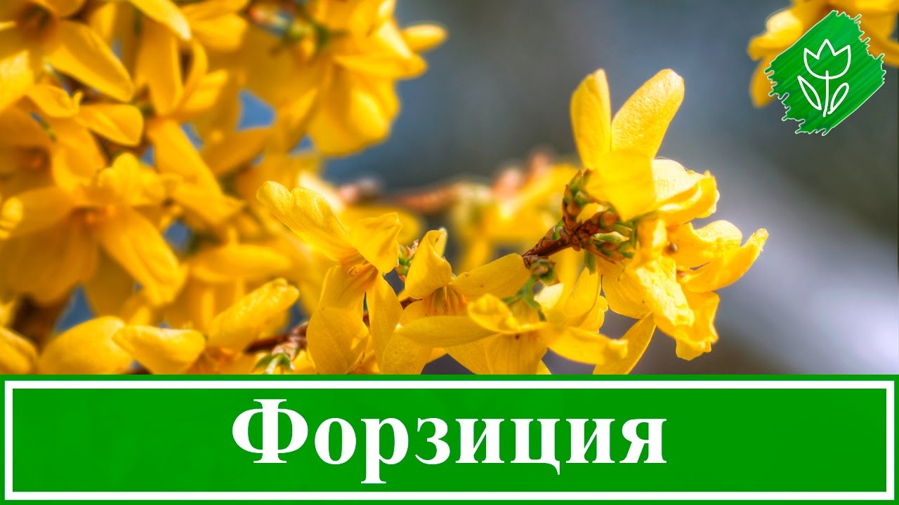 Нажмите, чтобы запустить видео