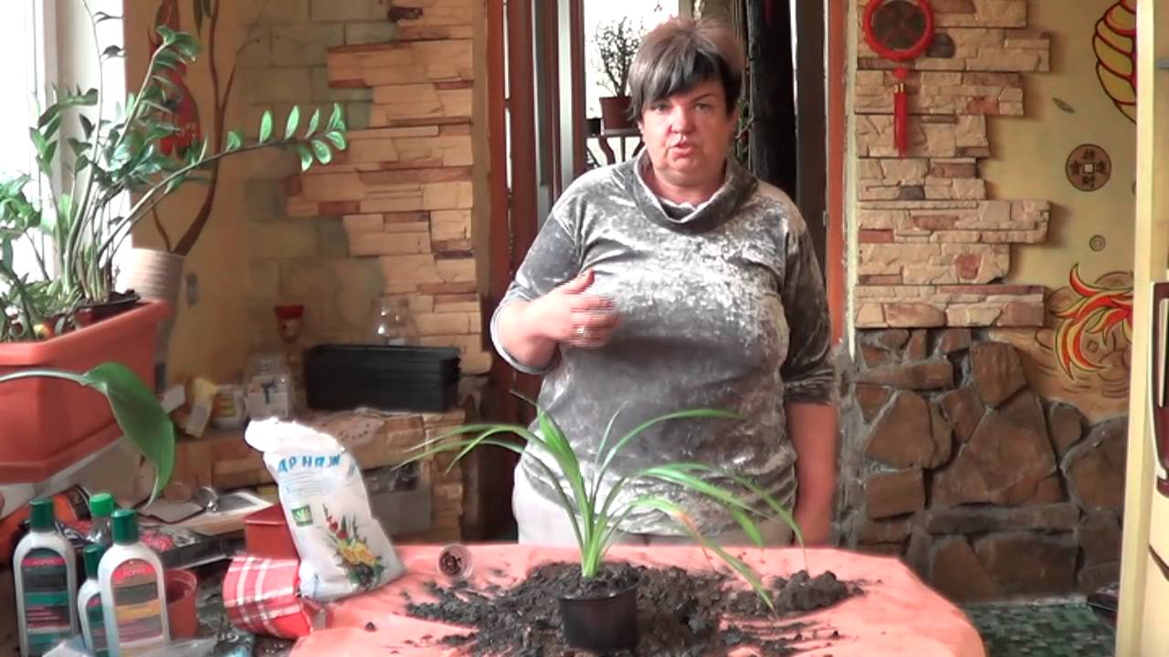 Нажмите, чтобы запустить видео