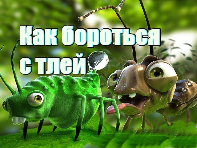 Нажмите, чтобы запустить видео