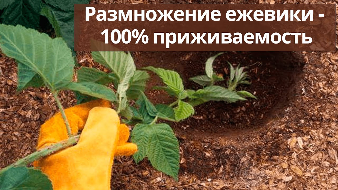 Нажмите, чтобы запустить видео