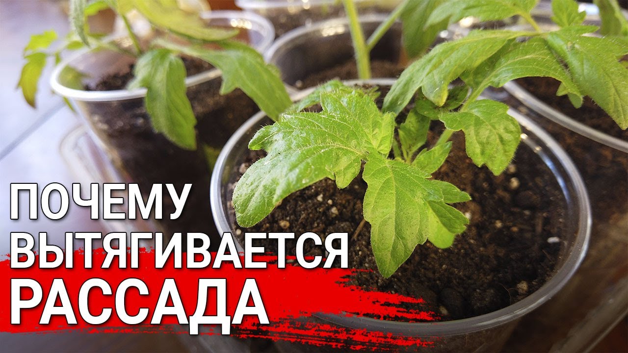 Нажмите, чтобы запустить видео