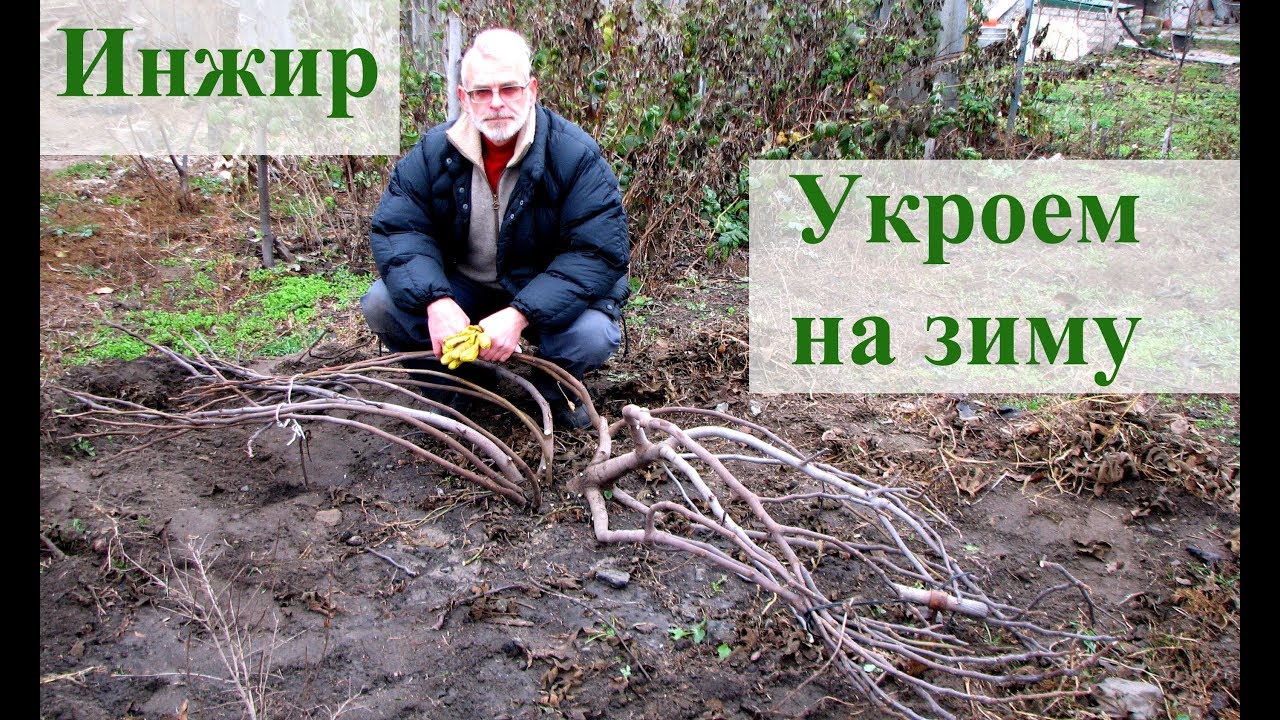 Нажмите, чтобы запустить видео