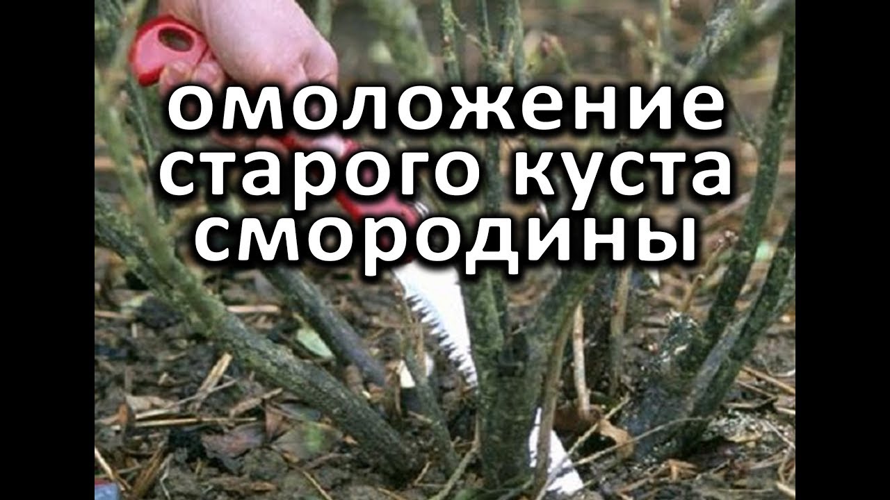 Нажмите, чтобы запустить видео