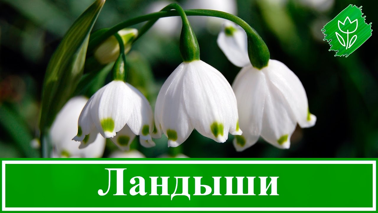 Нажмите, чтобы запустить видео