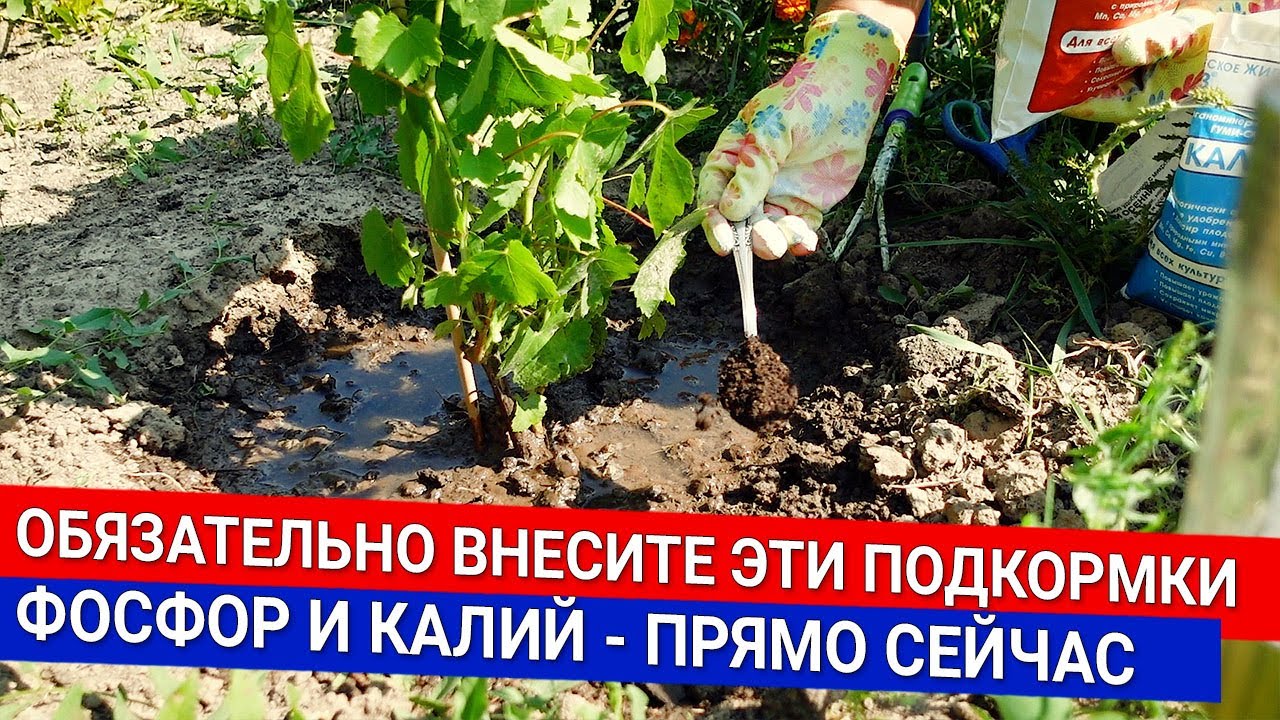 Нажмите, чтобы запустить видео
