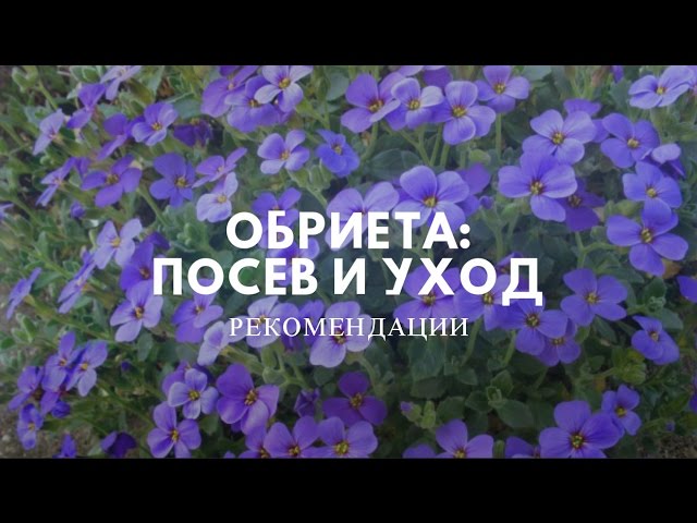 Нажмите, чтобы запустить видео