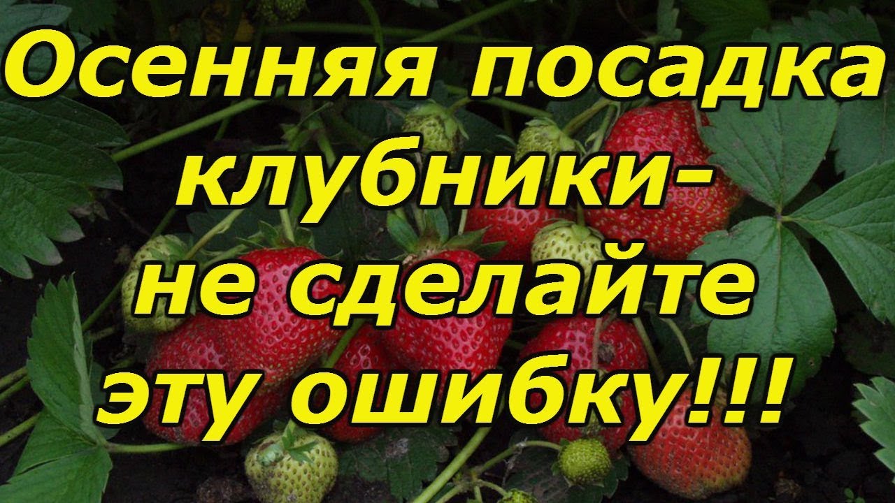 Нажмите, чтобы запустить видео