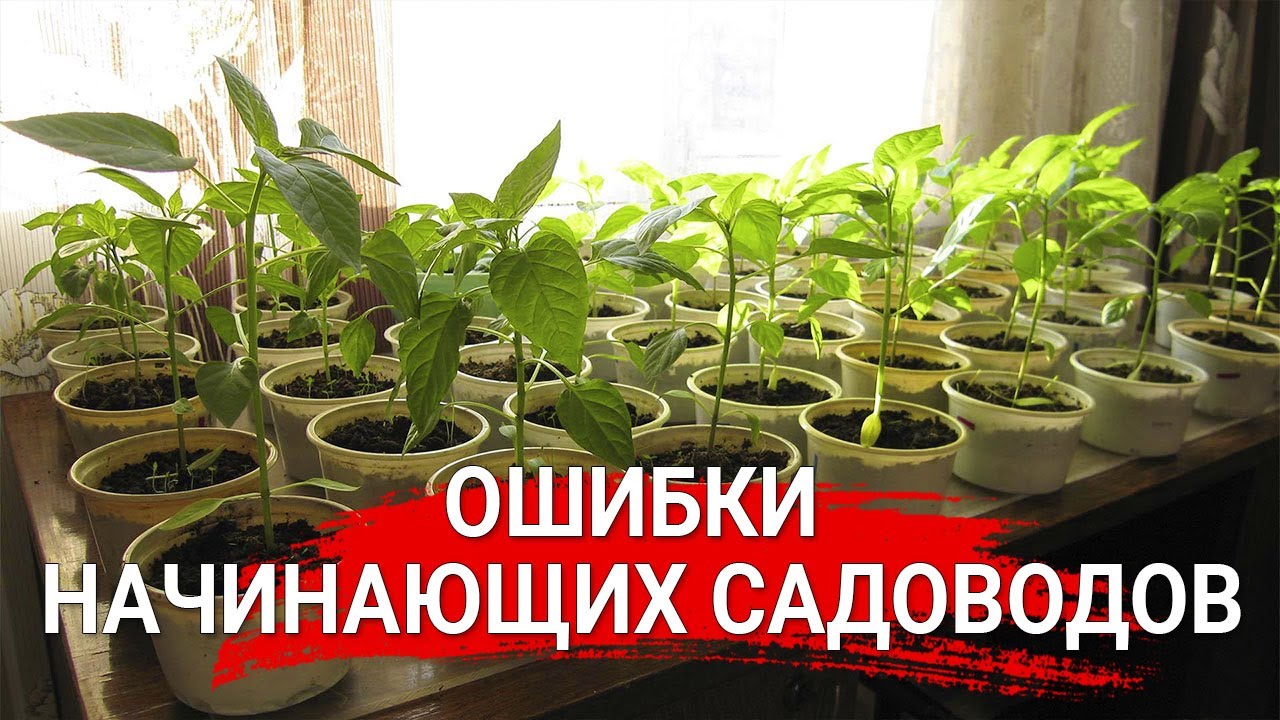Нажмите, чтобы запустить видео