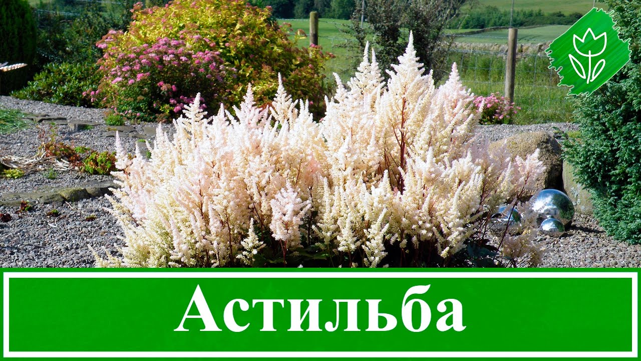 Нажмите, чтобы запустить видео
