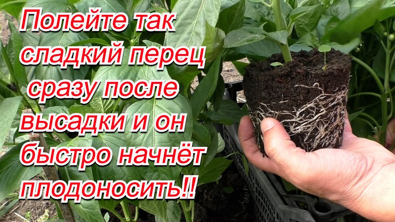 Нажмите, чтобы запустить видео