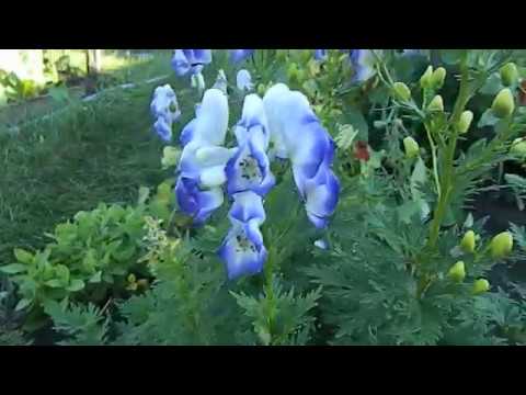 Нажмите, чтобы запустить видео