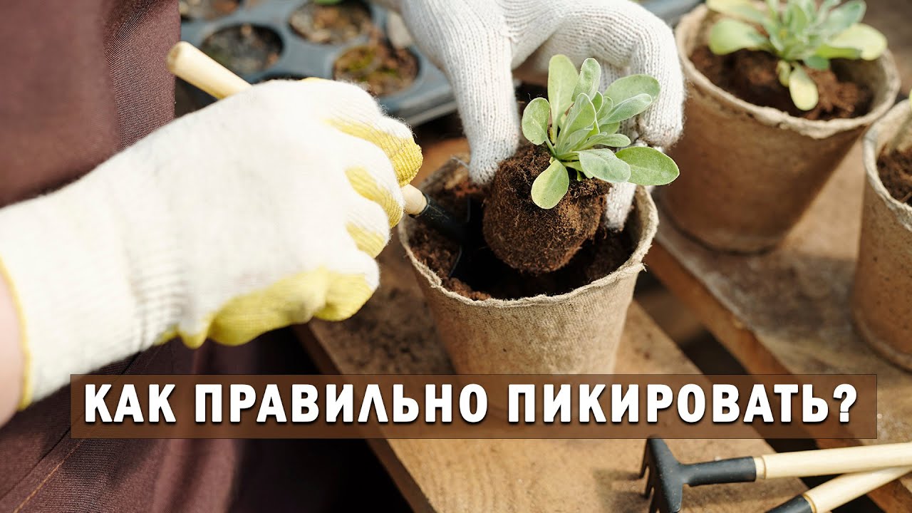 Нажмите, чтобы запустить видео