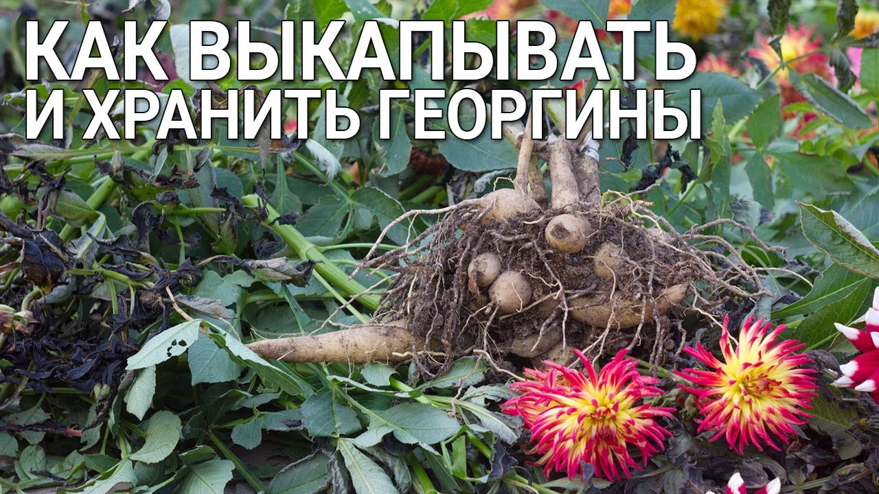 Нажмите, чтобы запустить видео