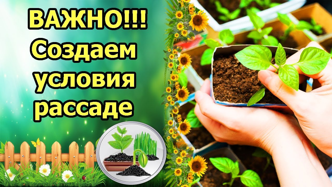 Нажмите, чтобы запустить видео