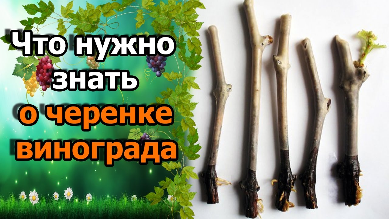 Нажмите, чтобы запустить видео