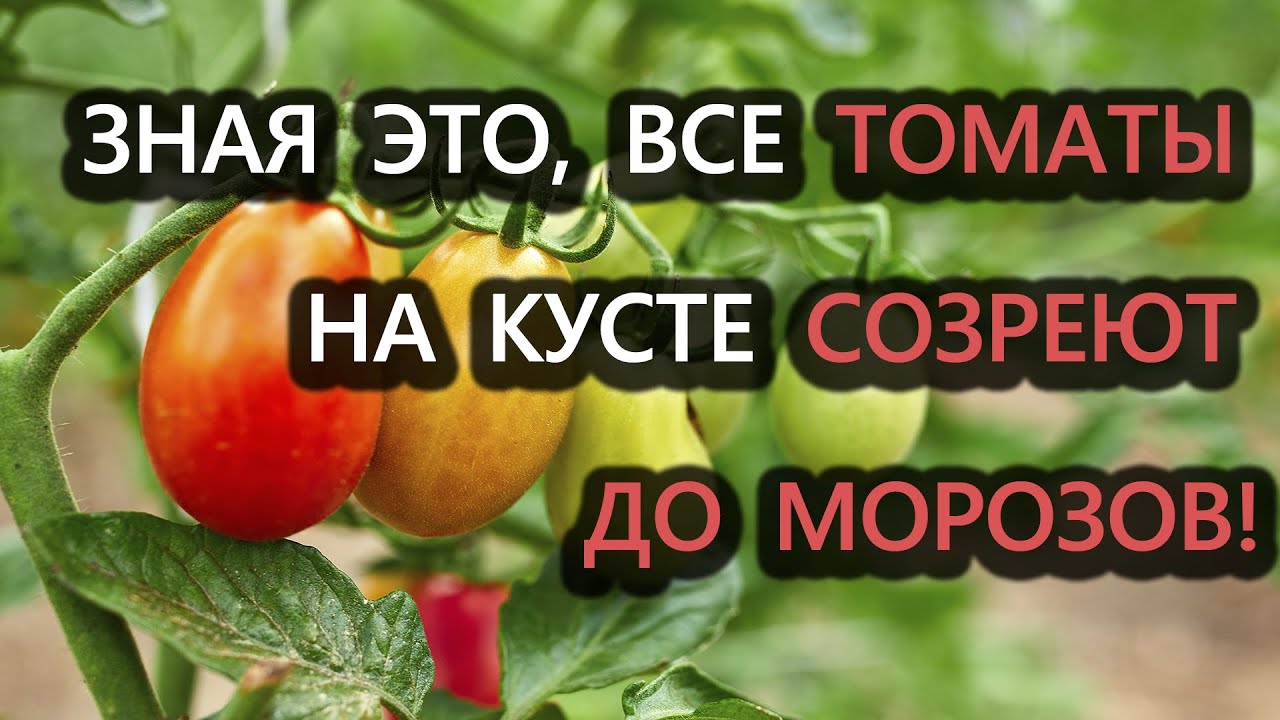 Нажмите, чтобы запустить видео
