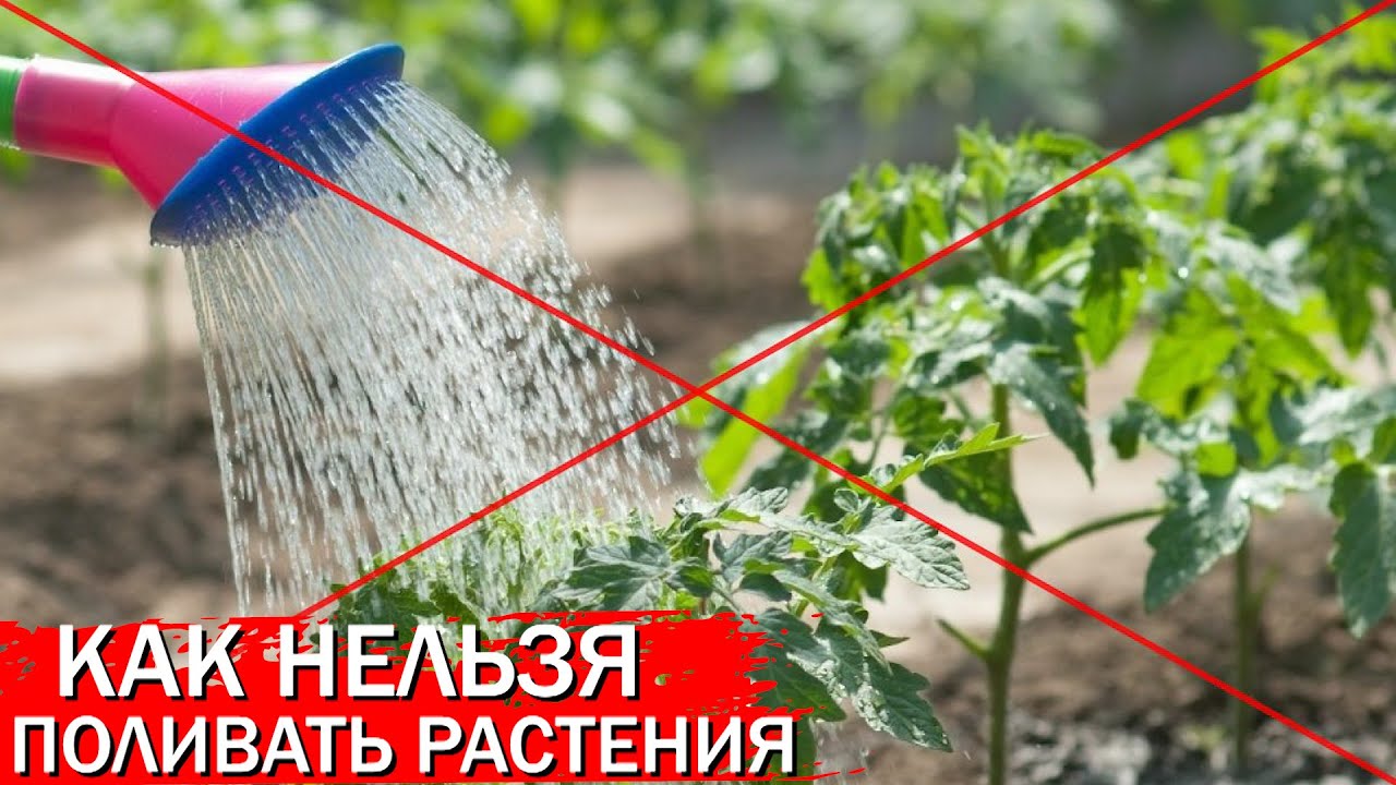 Нажмите, чтобы запустить видео