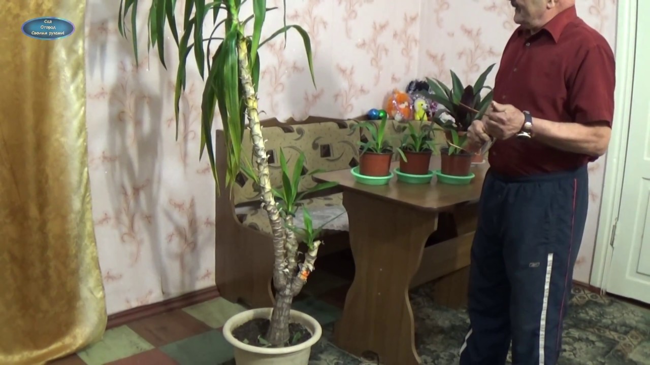 Нажмите, чтобы запустить видео