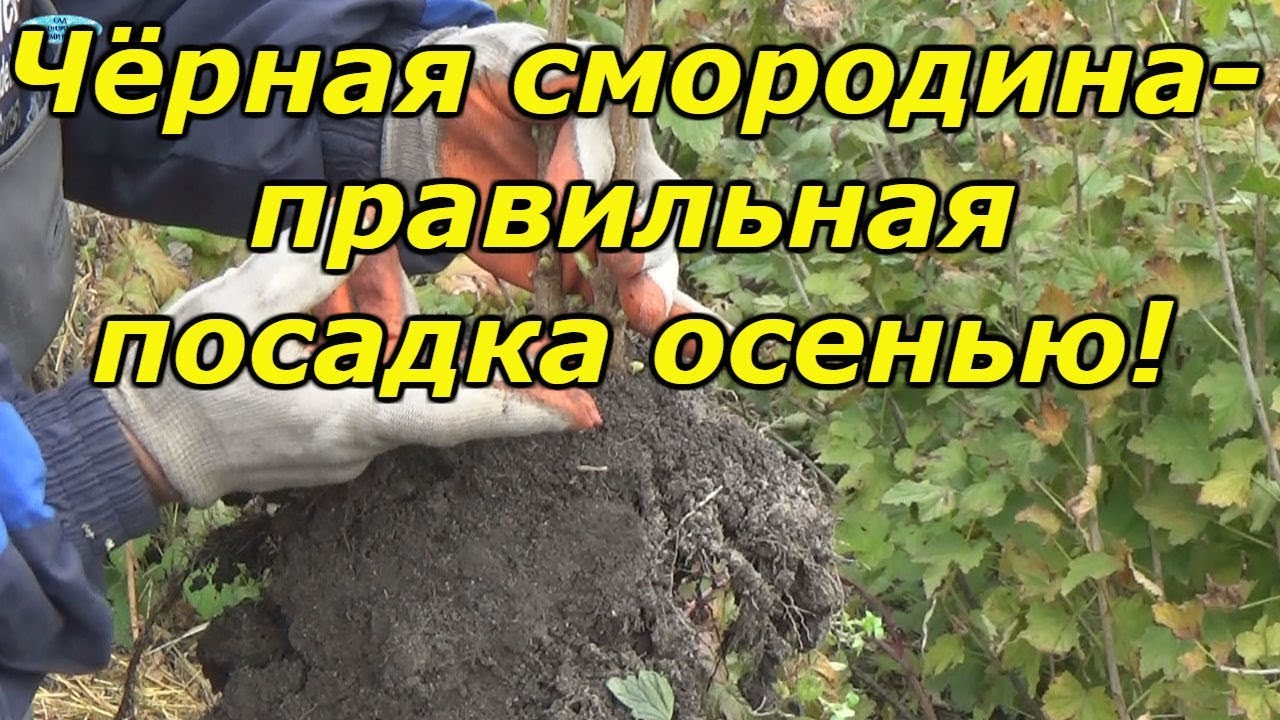 Нажмите, чтобы запустить видео