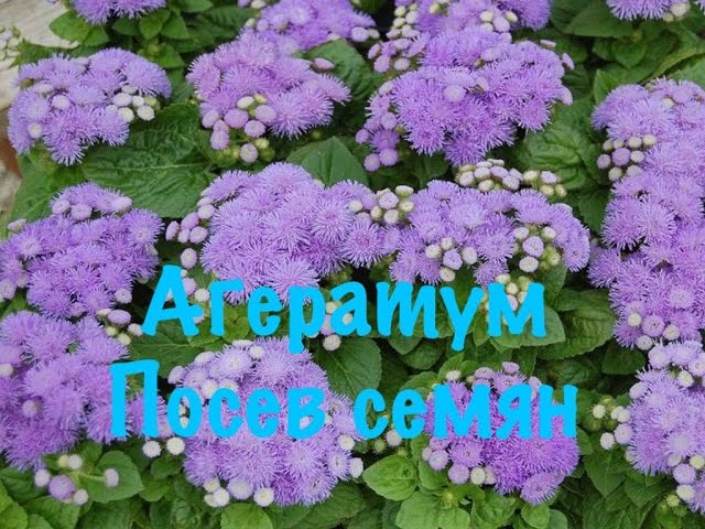 Нажмите, чтобы запустить видео