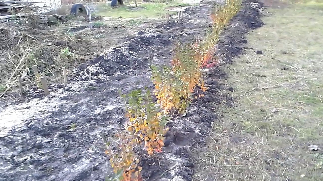 Нажмите, чтобы запустить видео