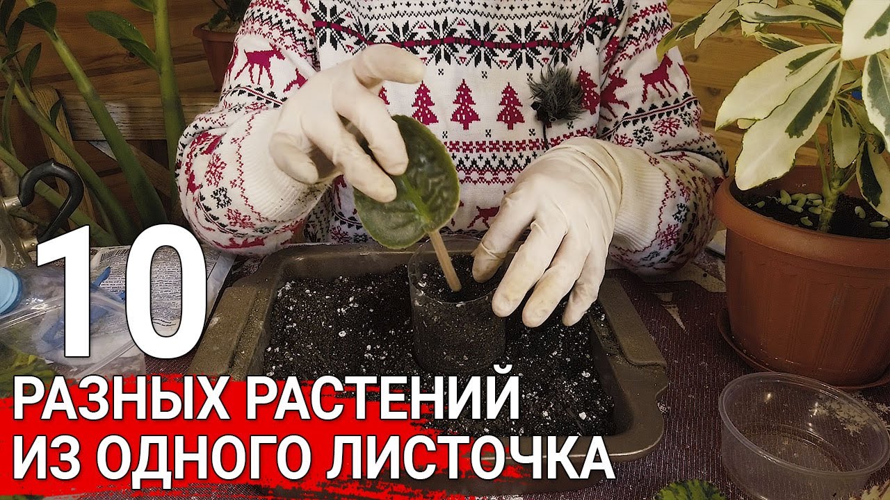 Нажмите, чтобы запустить видео