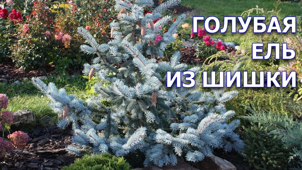 Нажмите, чтобы запустить видео