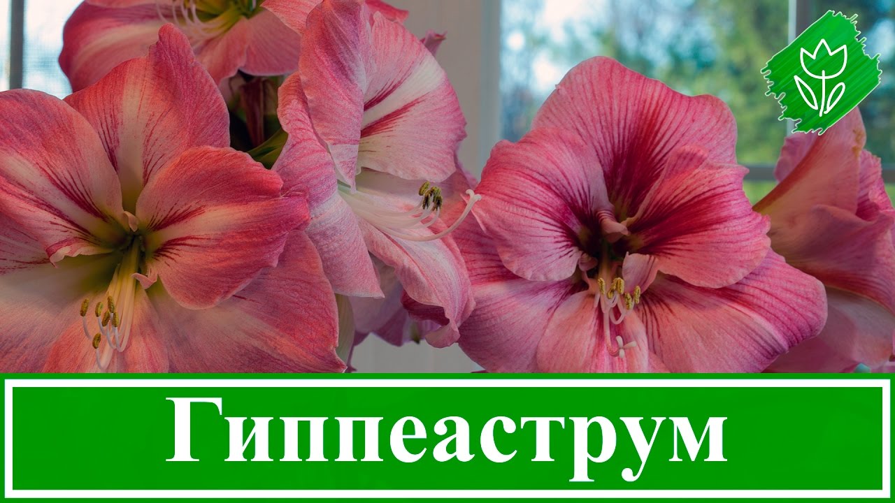 Нажмите, чтобы запустить видео
