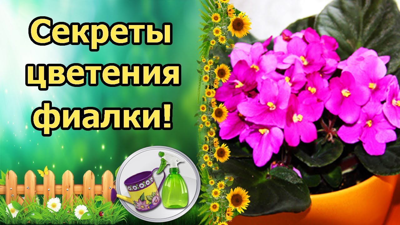 Нажмите, чтобы запустить видео