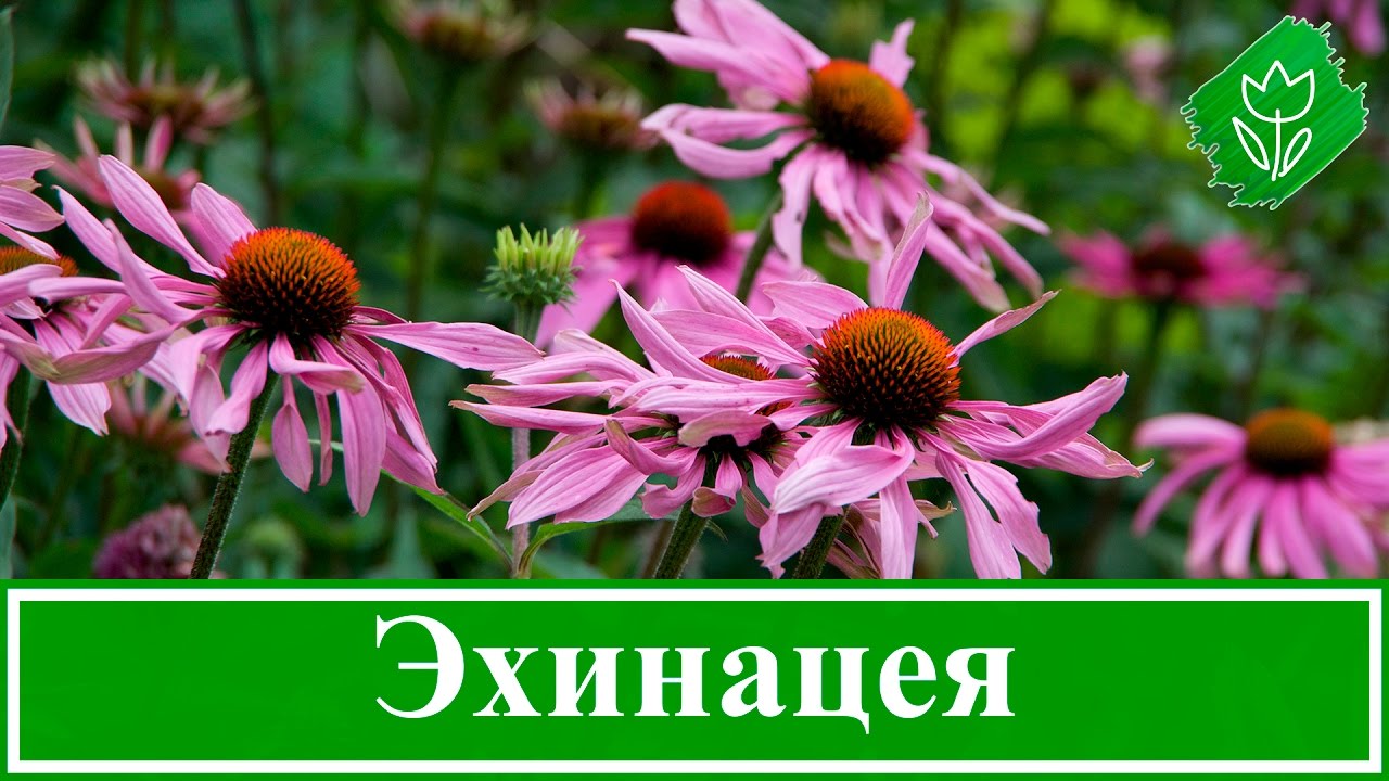 Нажмите, чтобы запустить видео