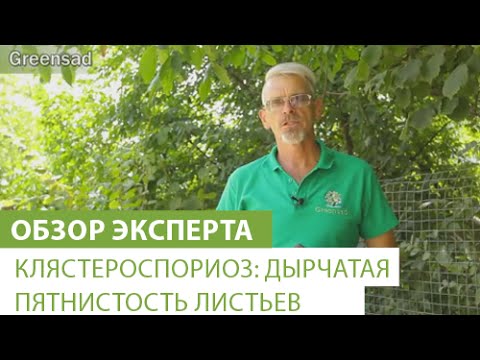 Нажмите, чтобы запустить видео