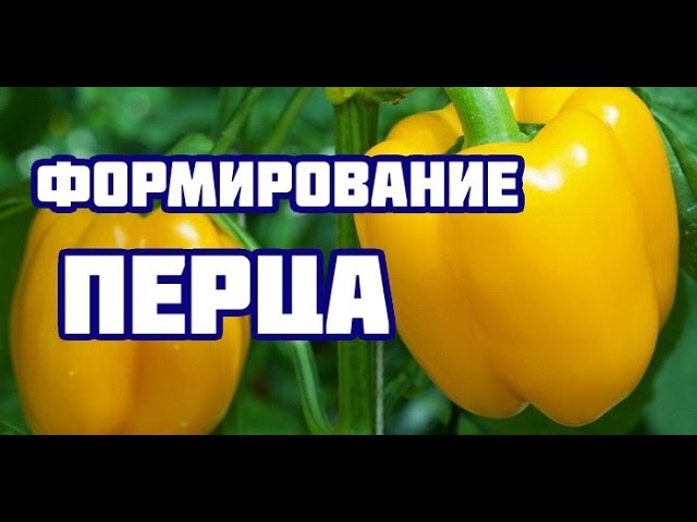 Нажмите, чтобы запустить видео