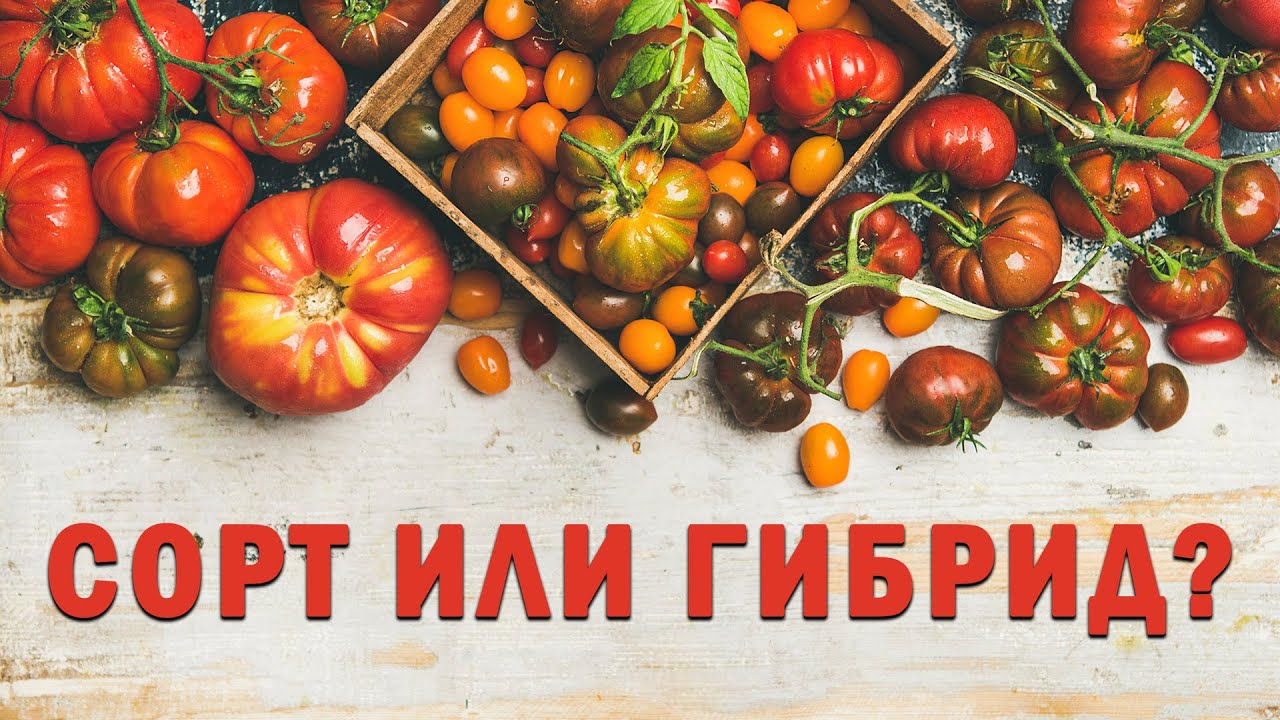 Нажмите, чтобы запустить видео