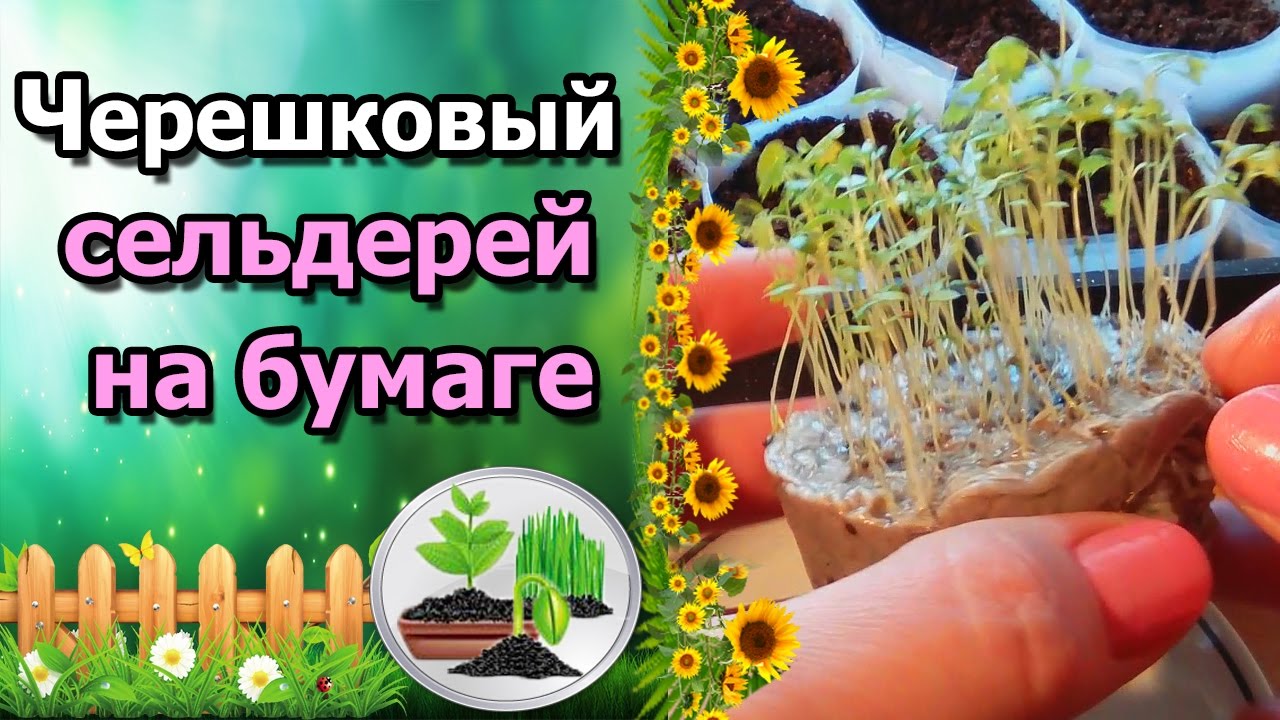 Нажмите, чтобы запустить видео
