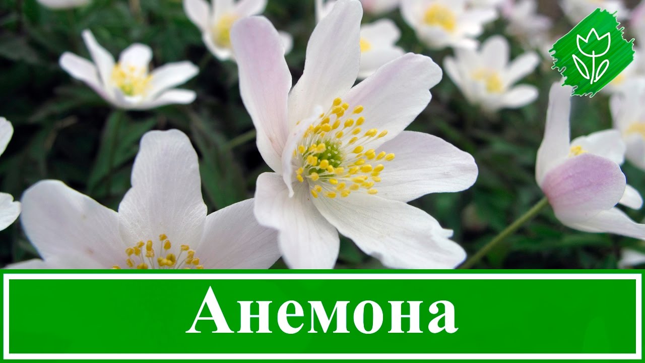 Нажмите, чтобы запустить видео