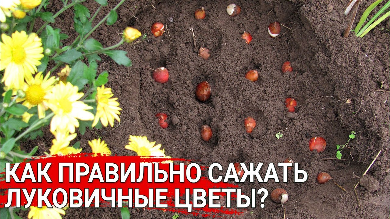 Нажмите, чтобы запустить видео