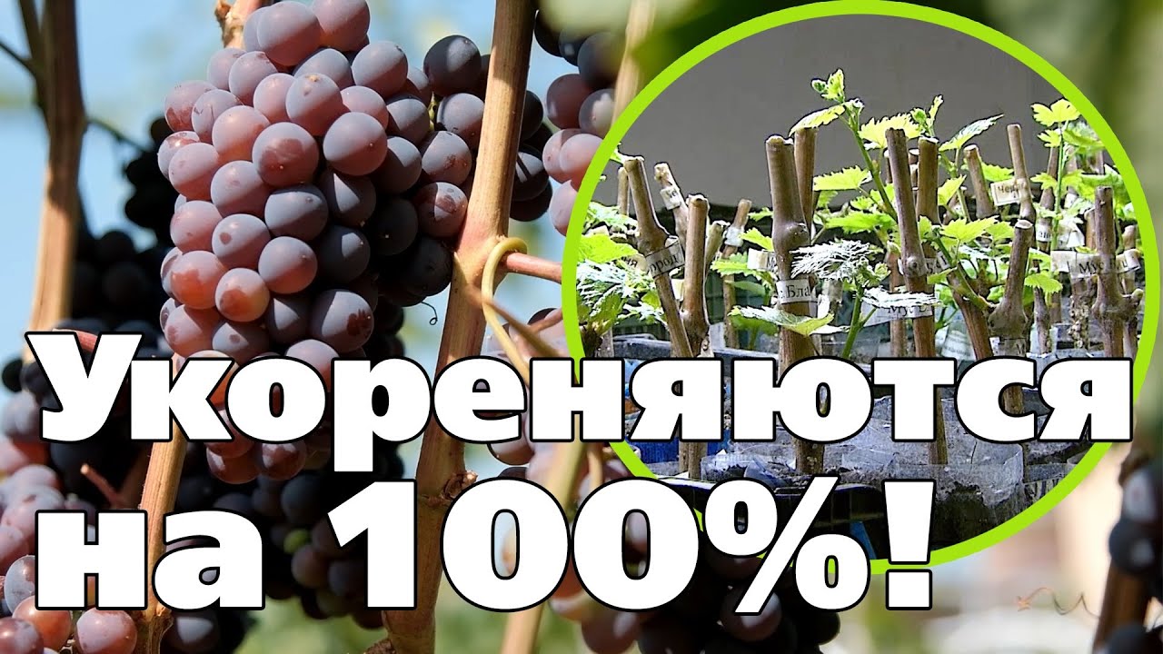 Нажмите, чтобы запустить видео