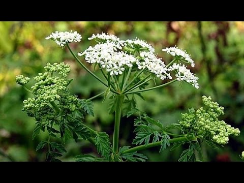 Нажмите, чтобы запустить видео