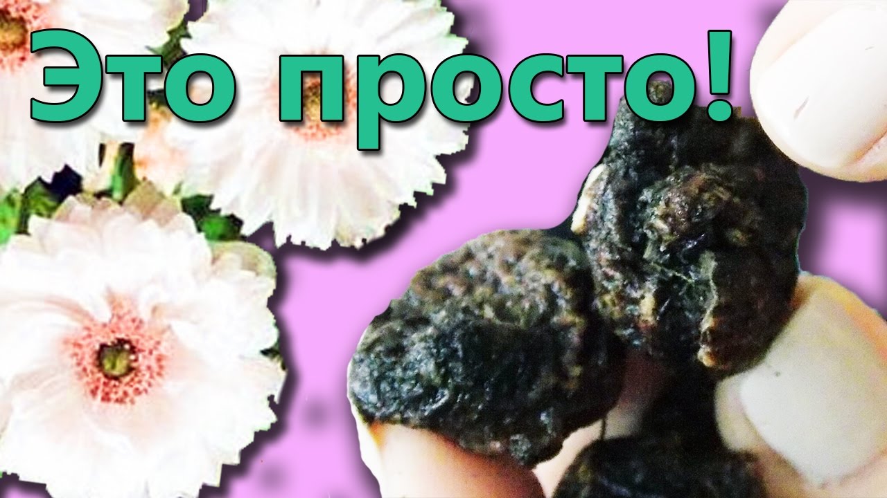 Нажмите, чтобы запустить видео