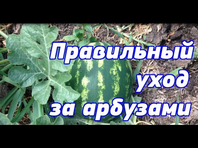 Нажмите, чтобы запустить видео