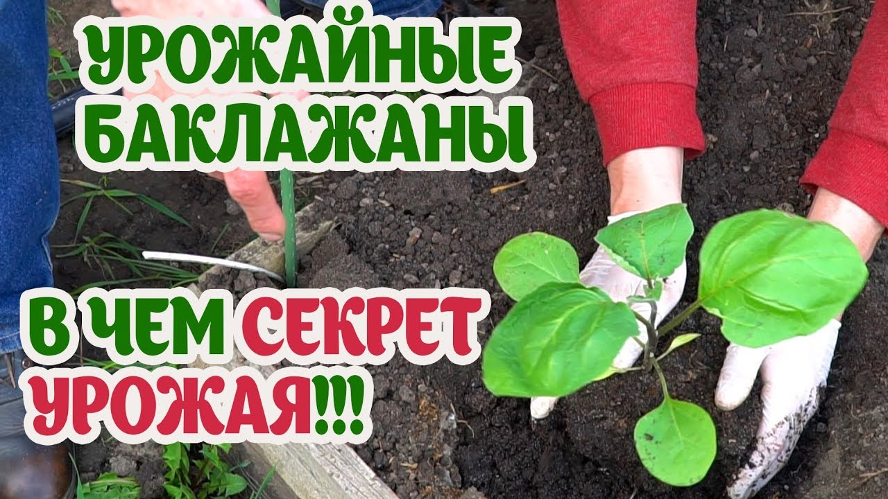 Нажмите, чтобы запустить видео