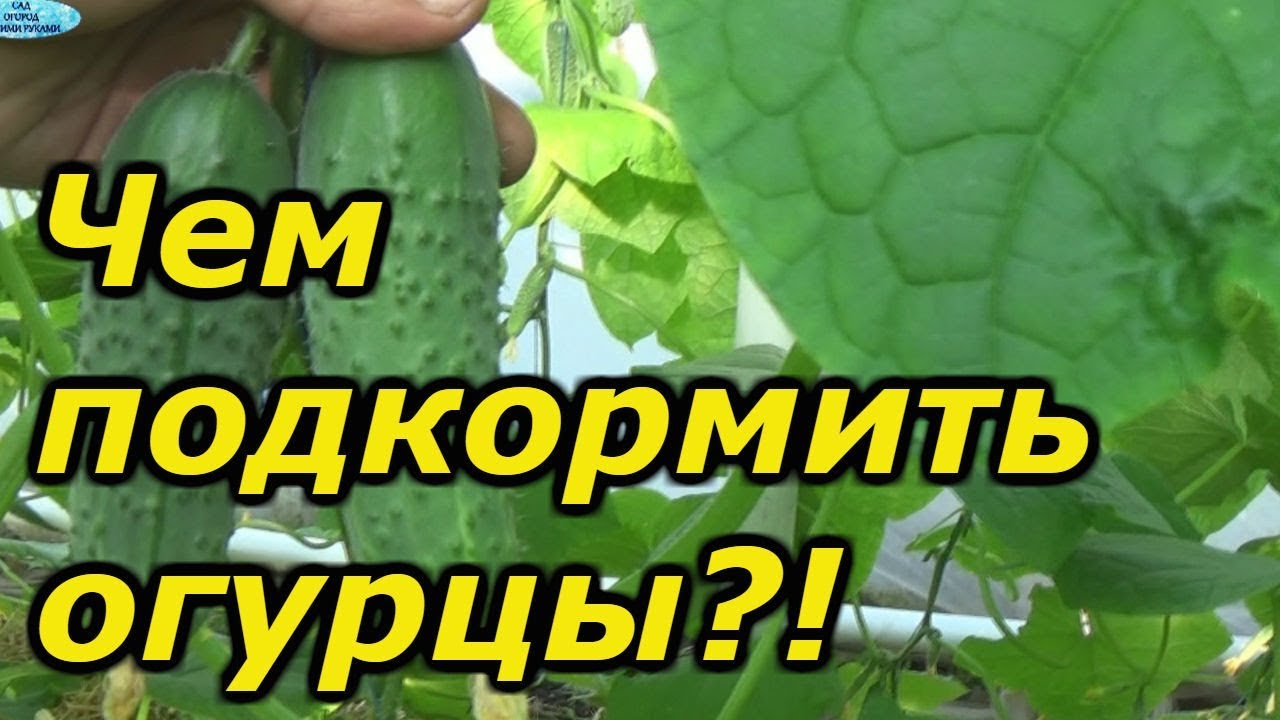 Нажмите, чтобы запустить видео